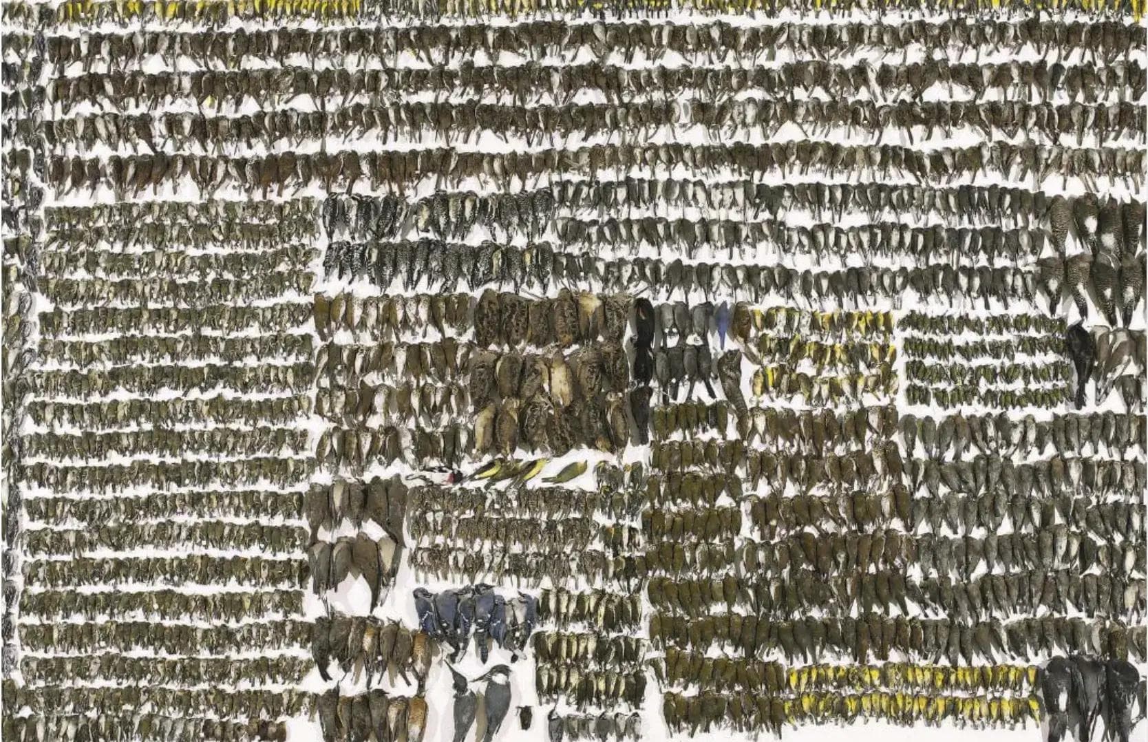 Image of Protéger les oiseaux grâce à une architecture adaptée