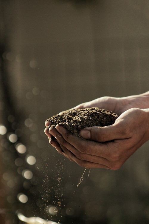 Photo of hands picking up soil