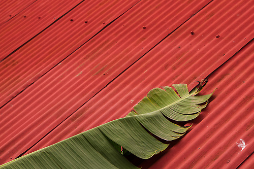 branche de bananier sur un toit en tôle