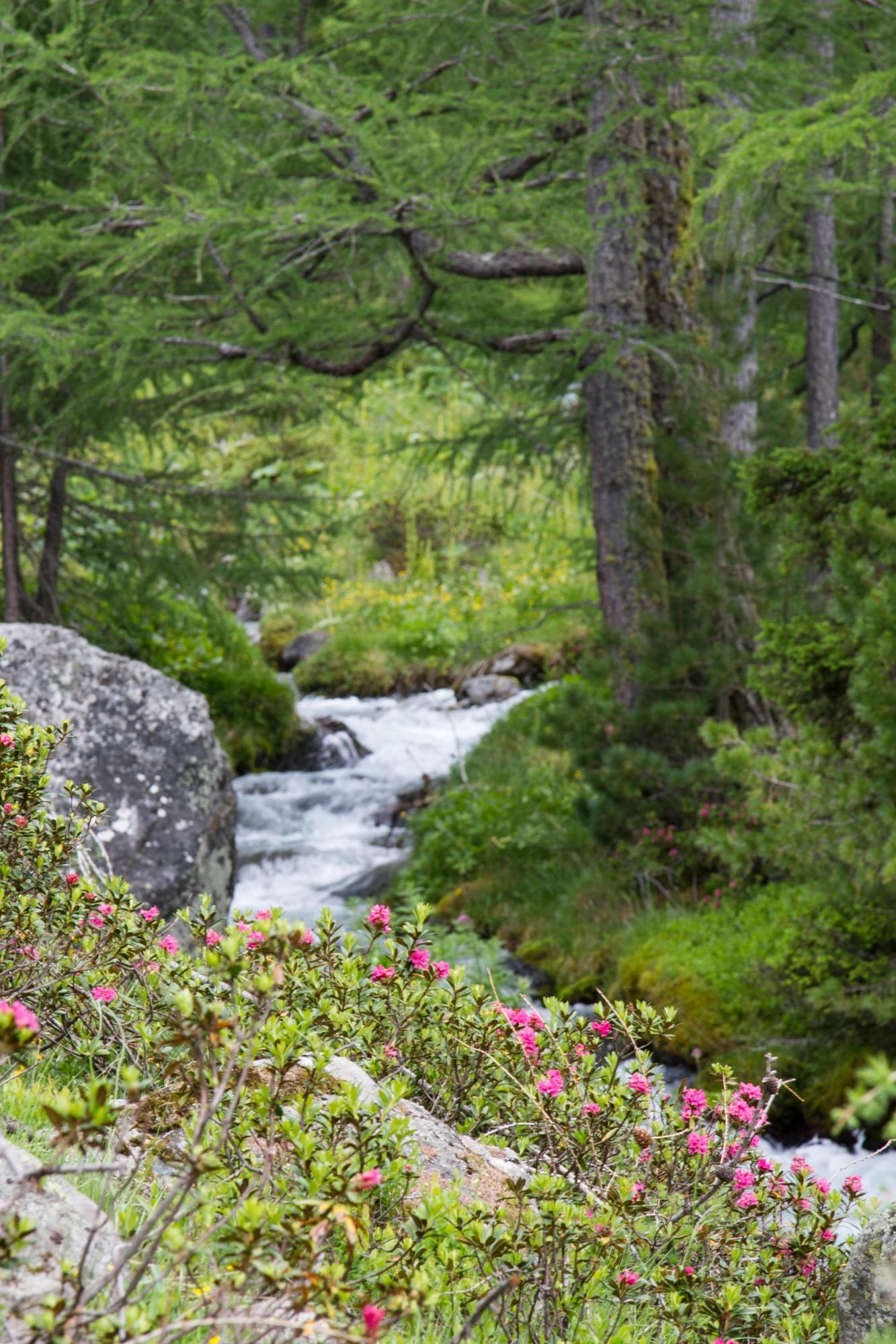 Photo d'une forêt suisse et d'un ruisseau