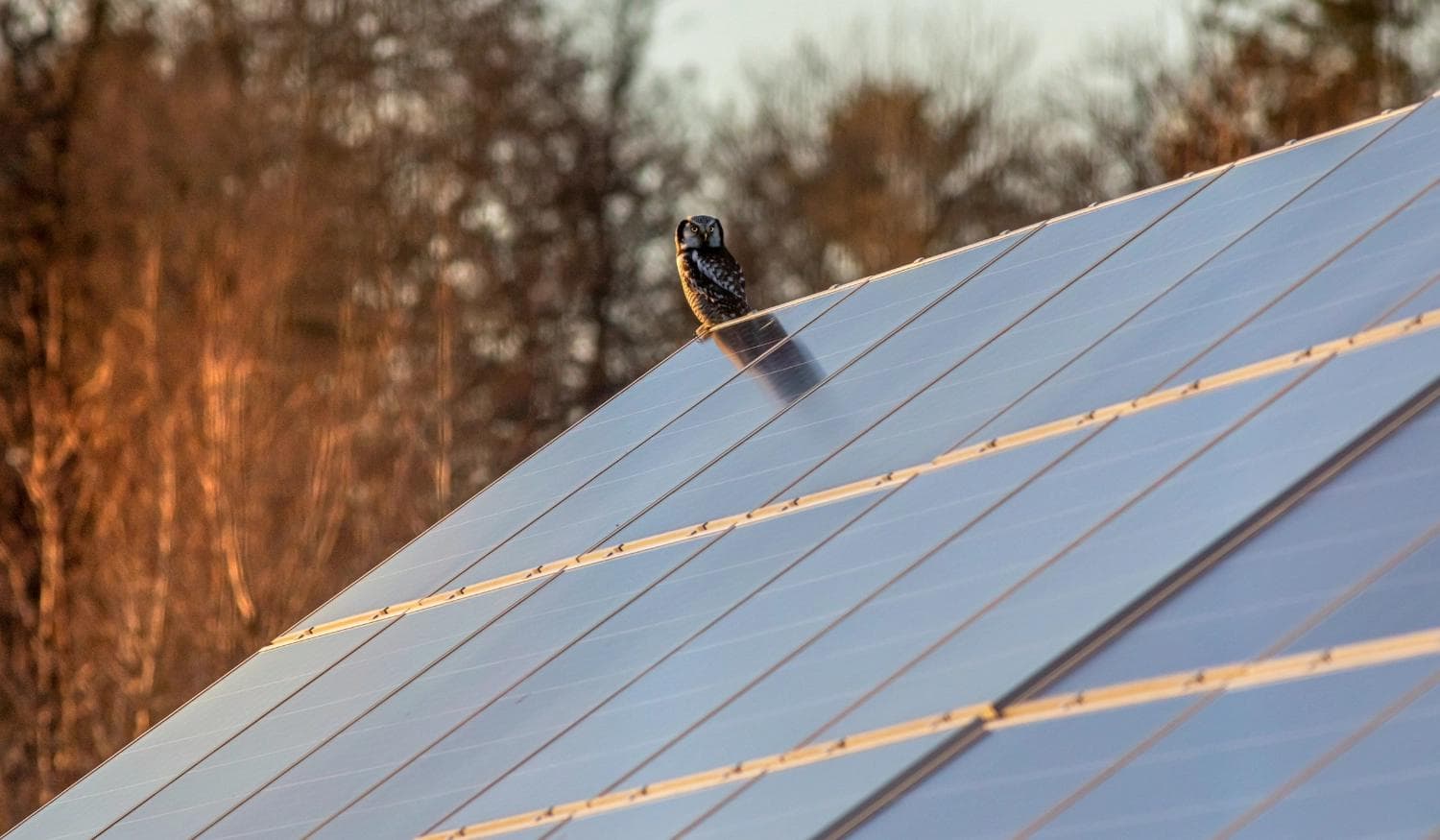 Physalide image, Photo toiture solaire