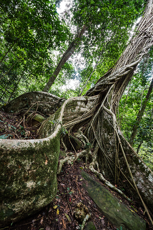 Giant tree and roots in the jungle