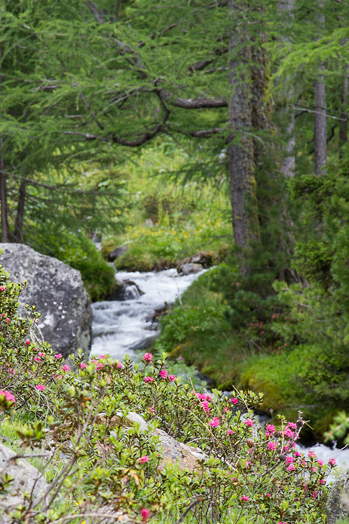 Photo d’une forêt de mélèzes traversée par un ruisseau de montagne