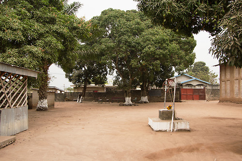 yard with mango trees